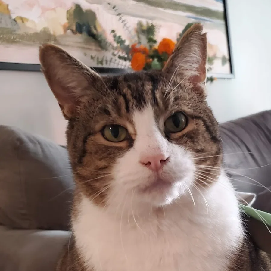 Chingie, the real tabby-and-white studio boss, looking at the camera